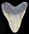 Bargain Megalodon Tooth - North Carolina #38677-2